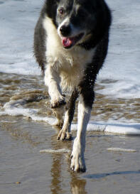 Stjärna på stranden i Cornwall