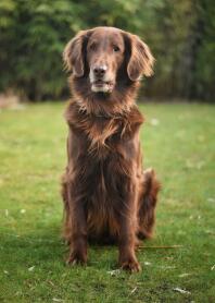 En brun retriever satt på en gräsmatta i trädgården