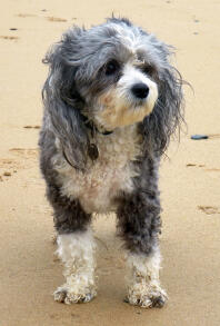 Vacker Bo ... Chinese Crested pulverpuff