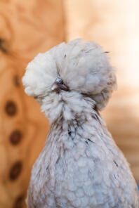 En polsk kyckling med vackra fjädrar.
