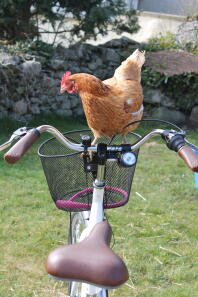 Kyckling på 2 hjul