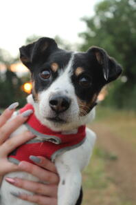 Bailey en korthårig trefärgad jack Russel terrier