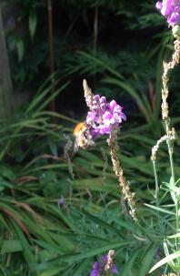 ? Bombus sylvarum