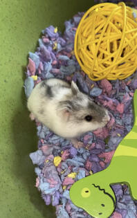 Vår hamster 