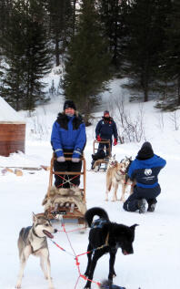 Arbetande huskies