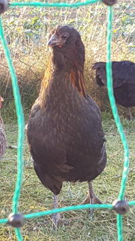 En brun araucana-höna bakom ett hönshägn.