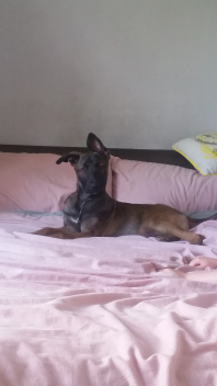 13 veckor gammal malinois valp