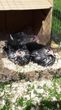 6 veckor gamla silverspanglade kycklingar från hamberg