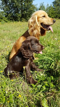 Engelska cocker spaniels på fältet