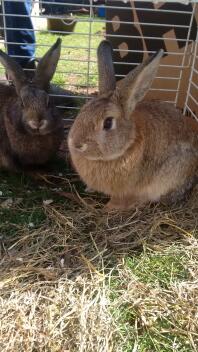 våra nya manliga kaniner