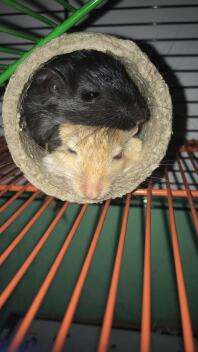 Gerbils älskar att krama