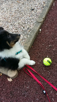 En hund bredvid en tennisboll