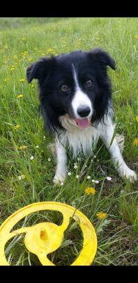 En border collie-hund - kasta mig frizby.