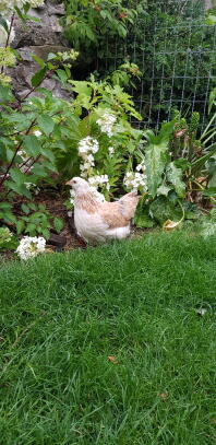 En vit och brun kyckling i en trädgård bakom nät.