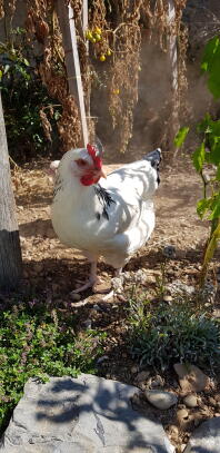 En vit kyckling i en trädgård