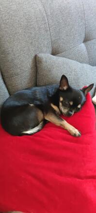 Chihuahua sover i soffan