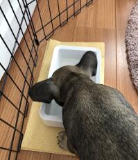 Hund dricksvatten