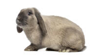 Holland Lop Holland Lop