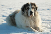 Pyreneisk mastiff