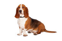 Basset