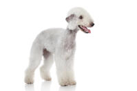 Bedlingtonterrier