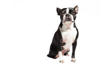 Bostonterrier