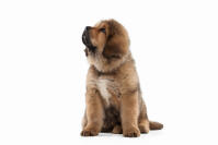 Tibetansk mastiff