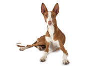 Podenco ibicenco