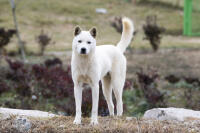 Korea jindo