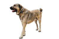 Kangal