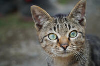 Asian - Tabby