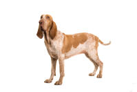 Bracco italiano