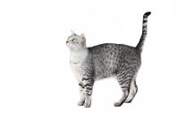 Egyptian Mau