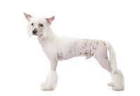 Chinese crested