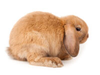 Mini lop Mini lop