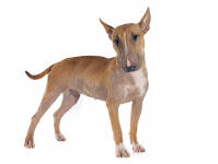 Bullterrier