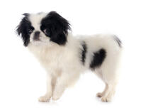 Japanese chin