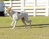 Canaan dog