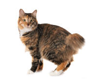 Kurilean bobtail