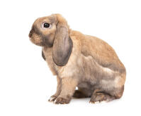 Mini Lop