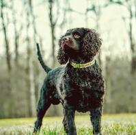 American water spaniel