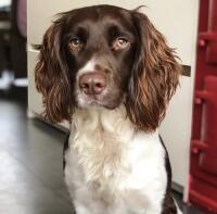 En springer spanielhund satt inomhus med vit och brun päls.