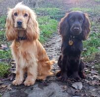 Två engelska cockerspaniel-hundar
