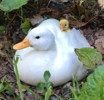 Mamma och baby