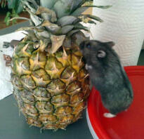 Norma kontra ananas!