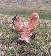 Bantam kyckling 3 månader