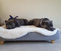 Två hundar som delar sin grå säng med fårskinnsöverdrag