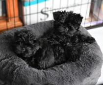 Två små svarta hundar på en donutformad säng
