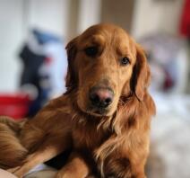 Detta är min älskvärda floofy boomer. han är verkligen den sötaste valpen nåGonsin!!! (när man väl kommit förbi landhajfasen!!) lol