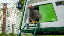 En grå kyckling som kommer ut från en bur på toppen av en stege
